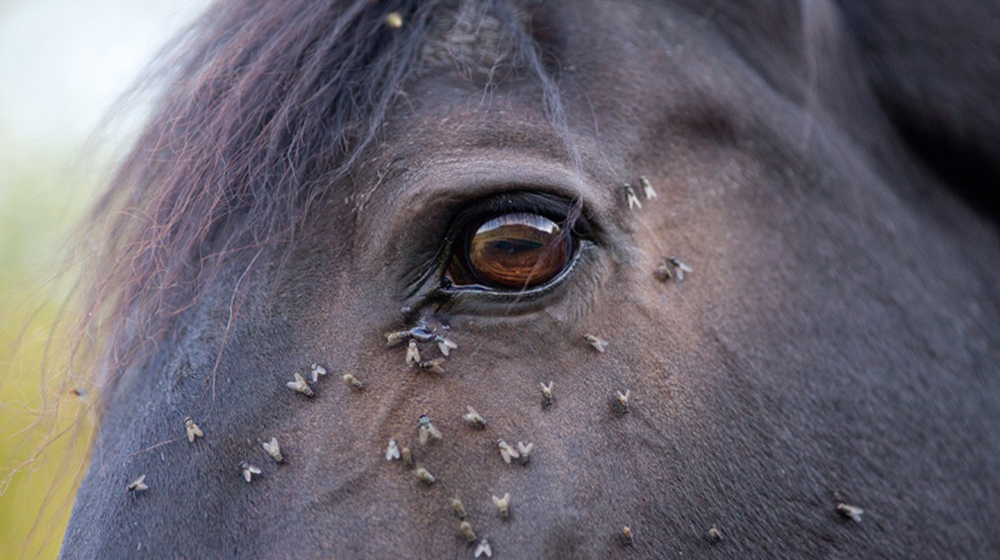 Staying safe from horse fly bites this summer