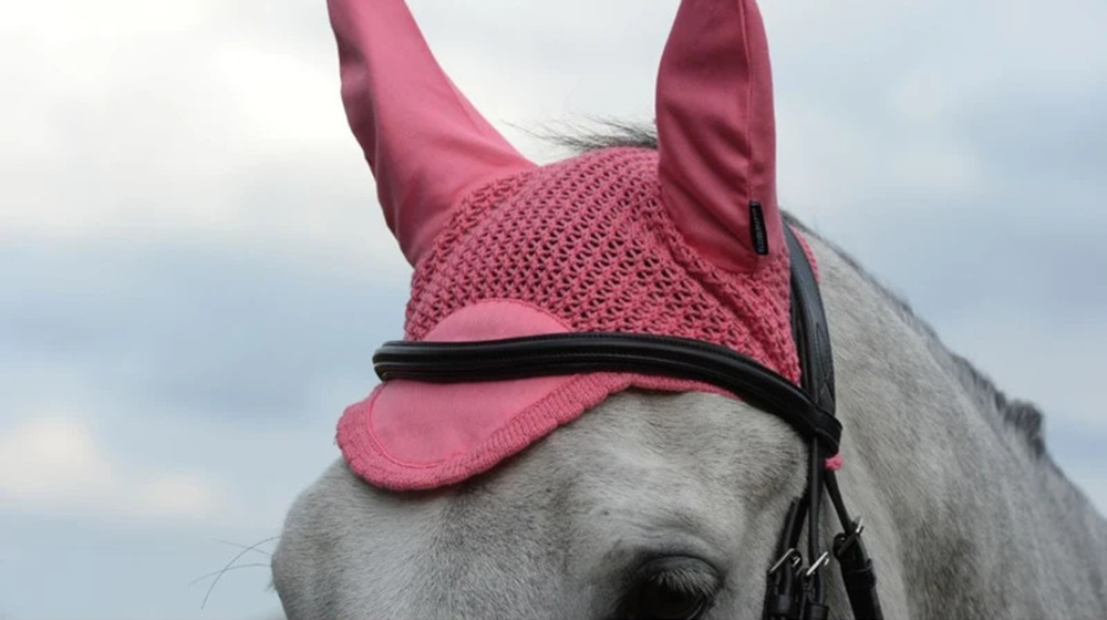 Do we really need ear covers on show jumping horses?