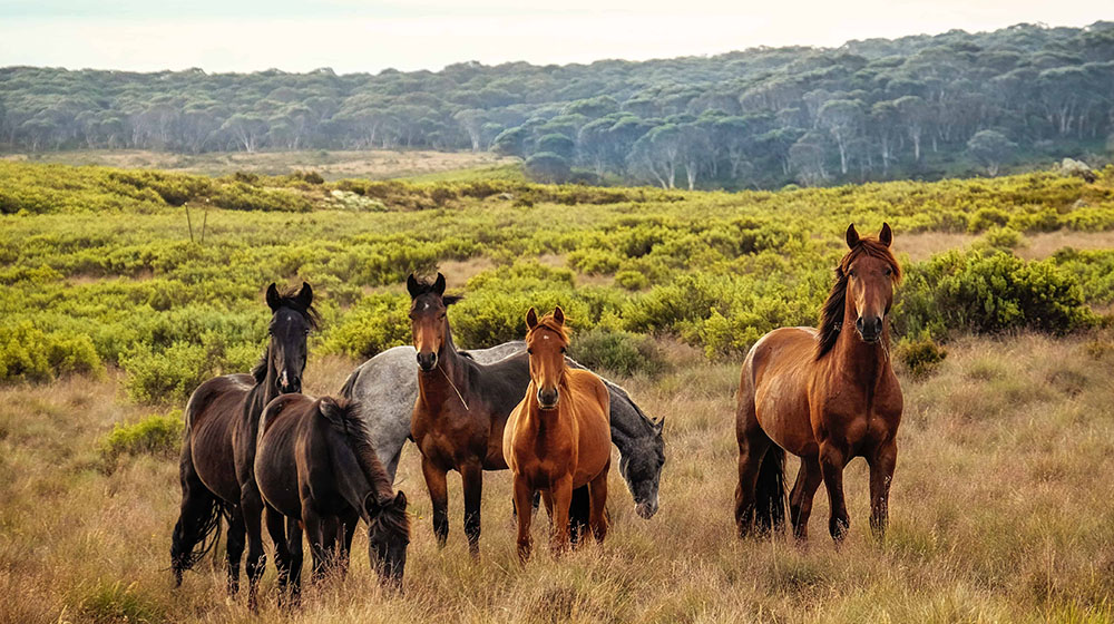 Australia planea sacrificar 10000 caballos salvajes 