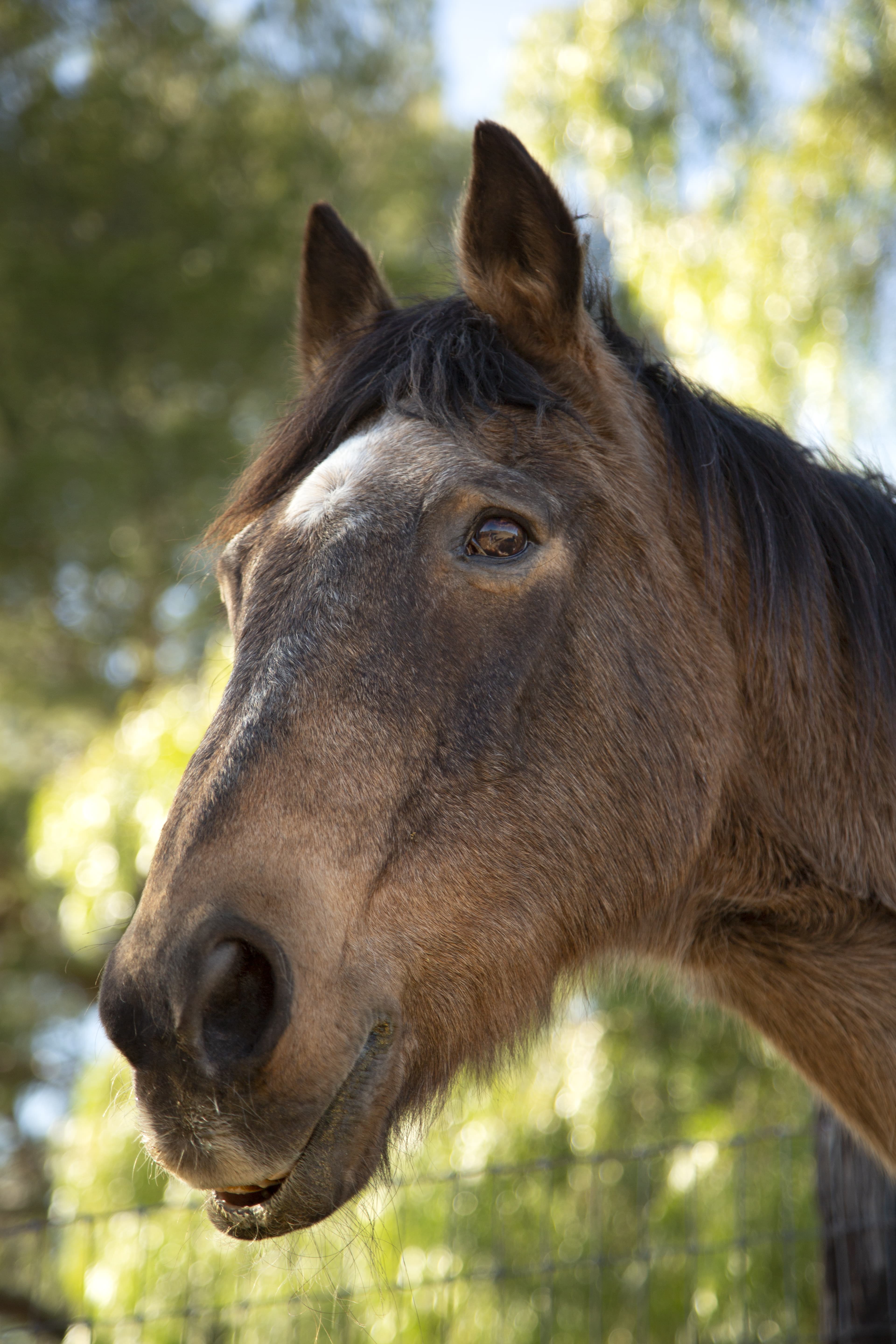 Horses and their moods