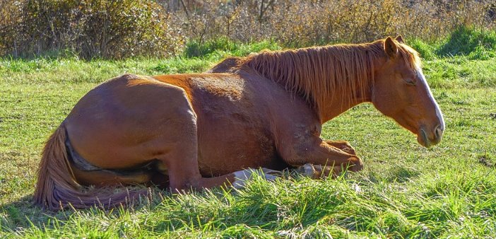 How horses sleep: positions and phases of sleep