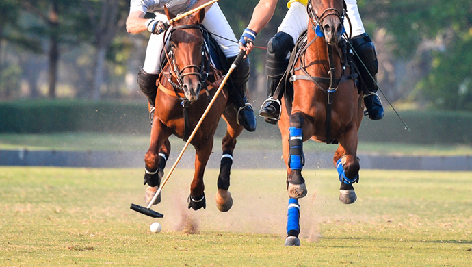 Horse polo: history, rules and equipment