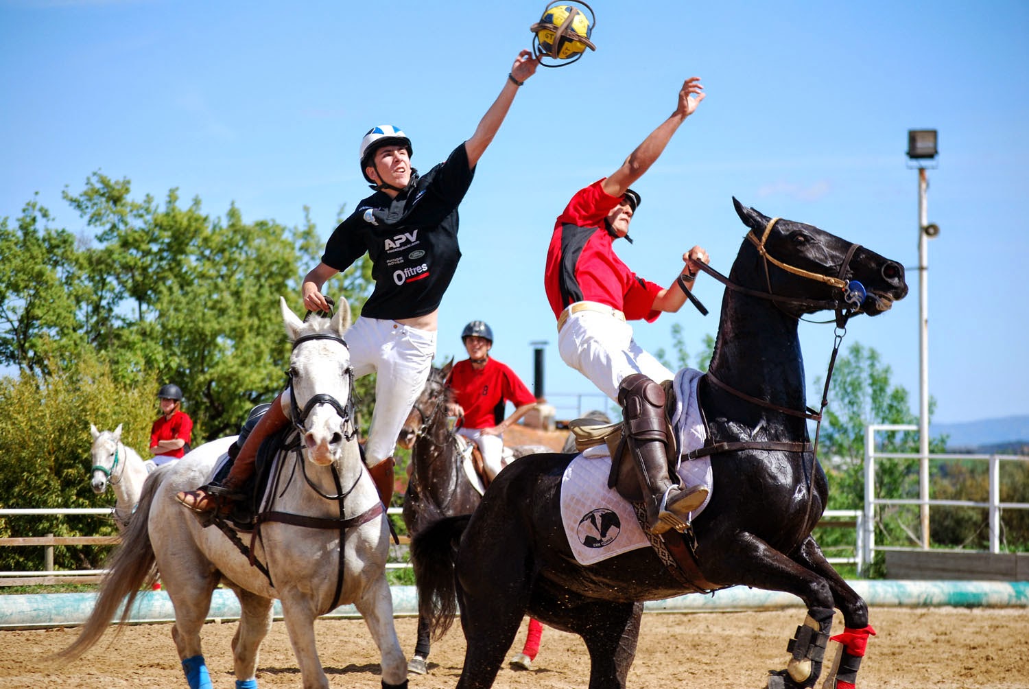 Horseball: origin, rules and breeds