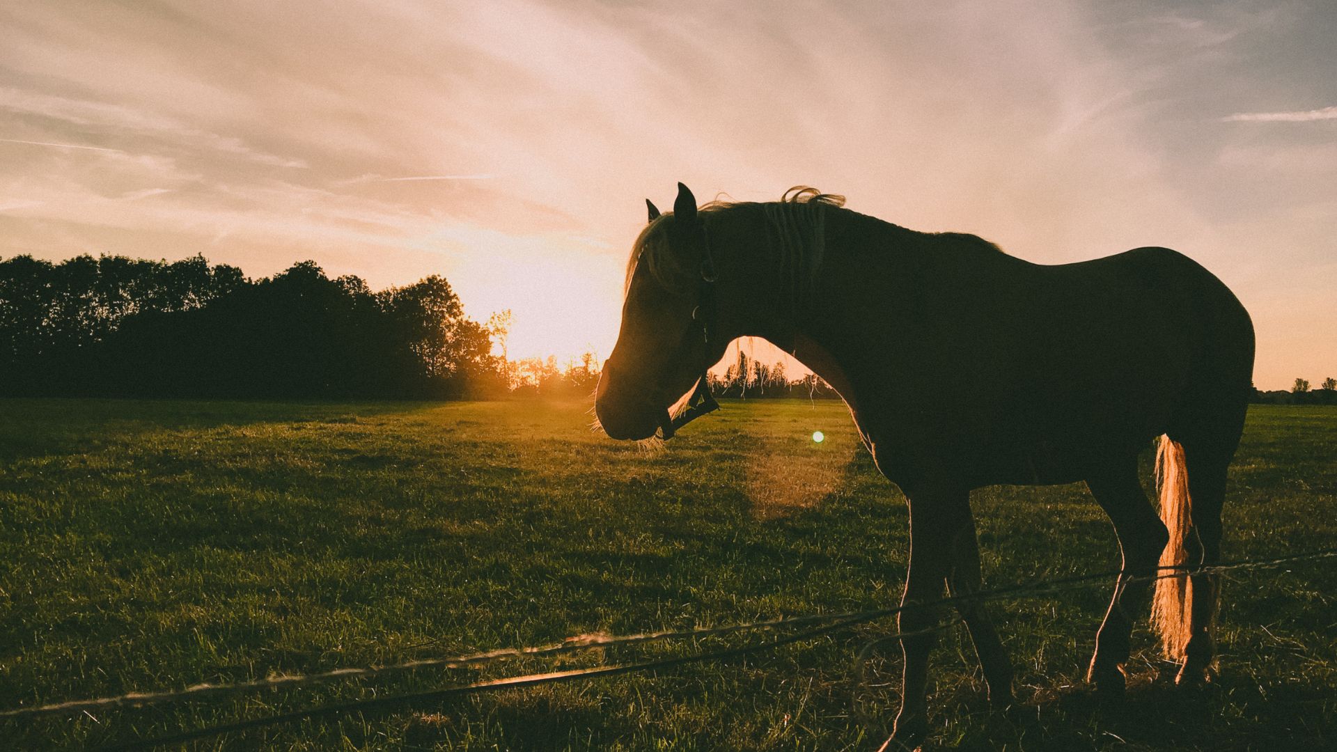 8 purebred and native Spanish horses