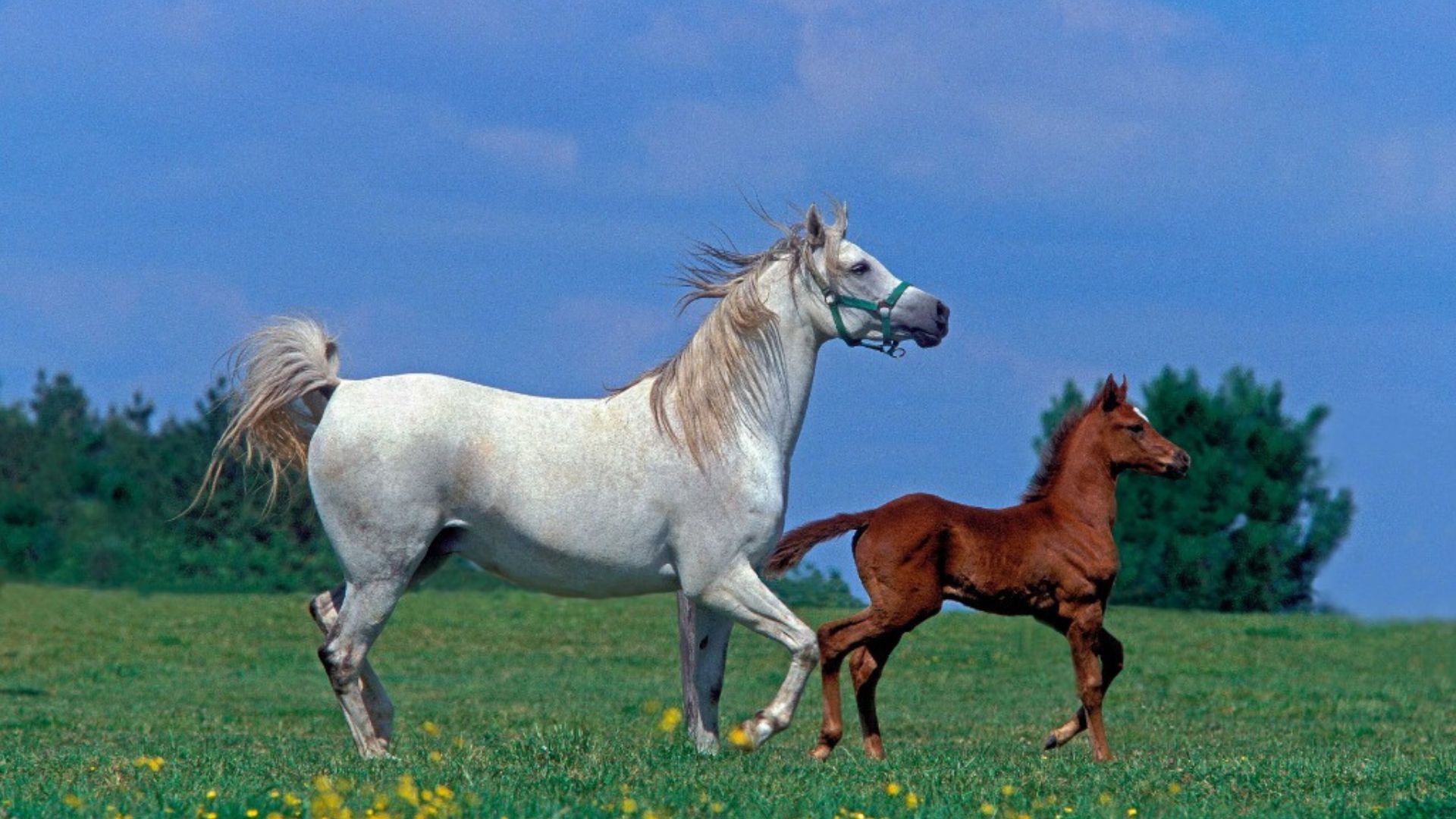 Arabian horses: history, character and behavior 