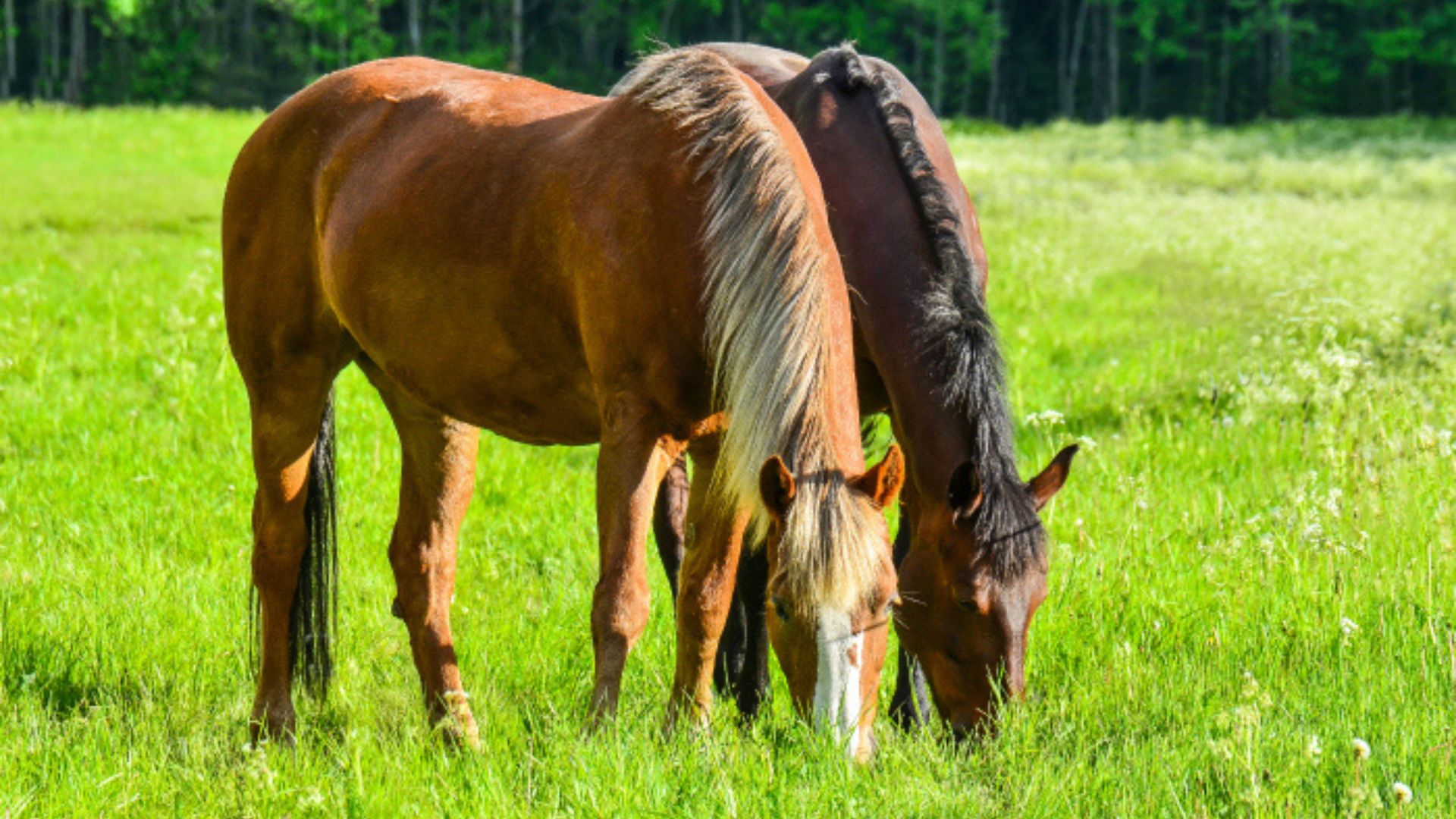 What do horses eat?