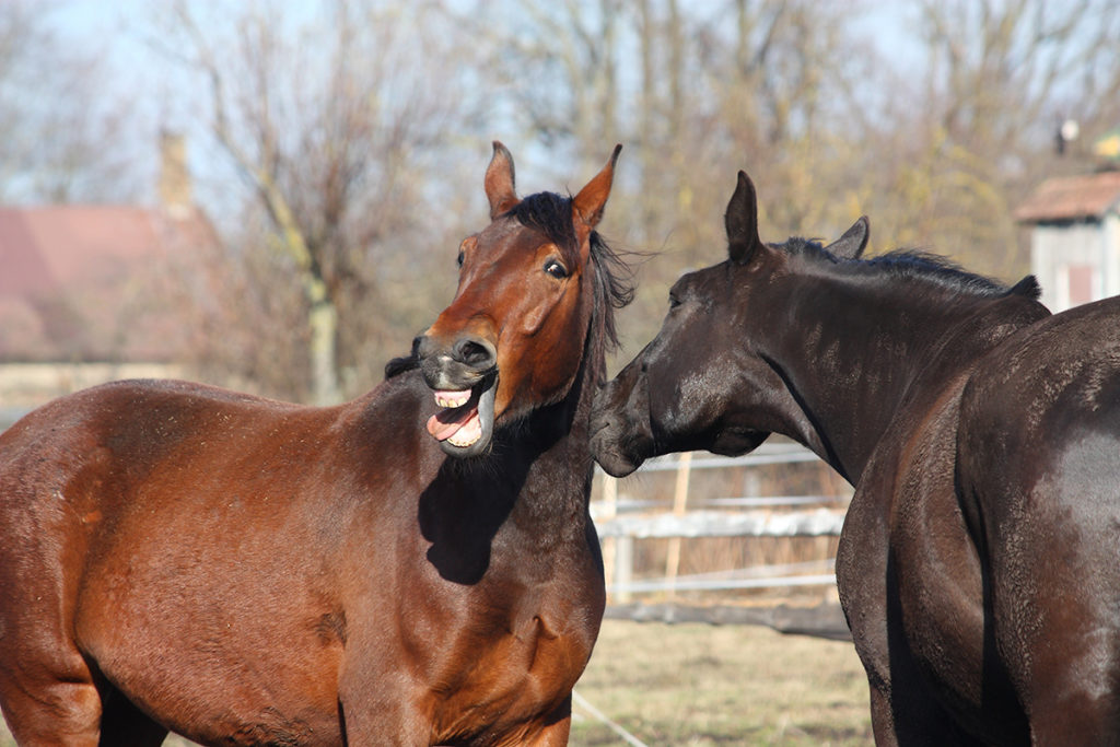 Horse whinnying: what does it mean and how to act?