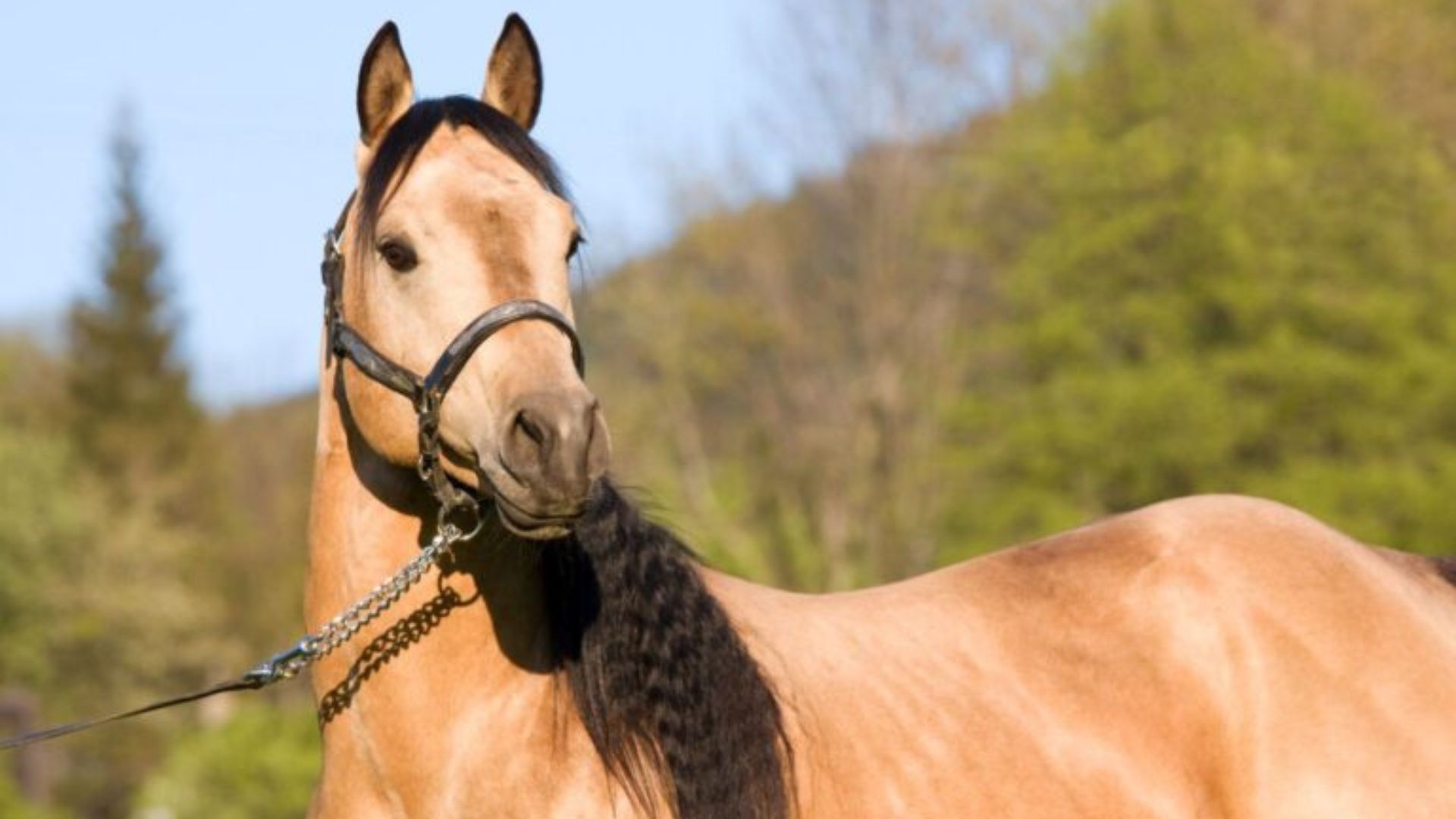 Cuarto de milla, el caballo de caballería de los EEUU 