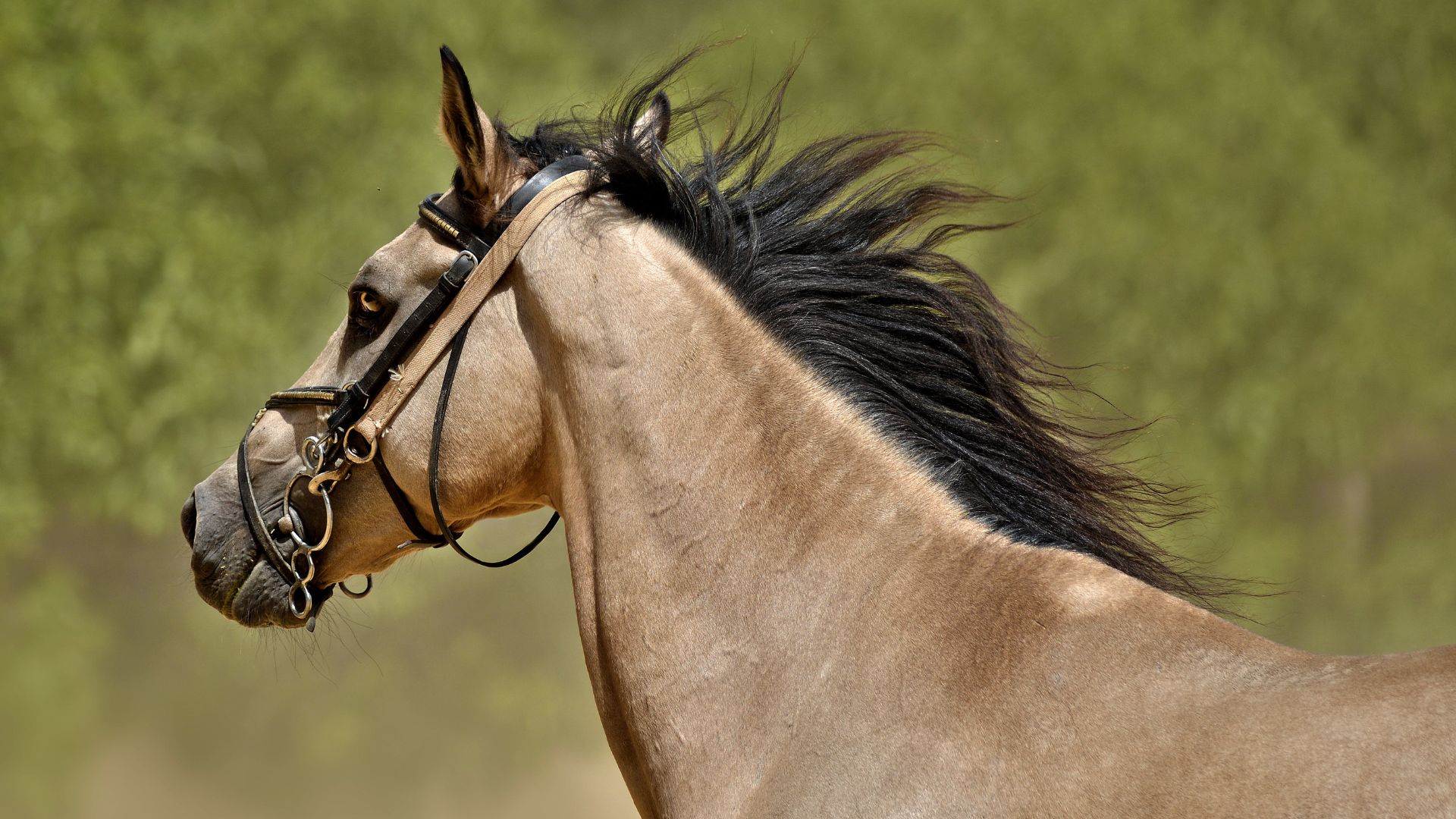 La crin del caballo: para qué sirve y cónsejos para cuidarlo