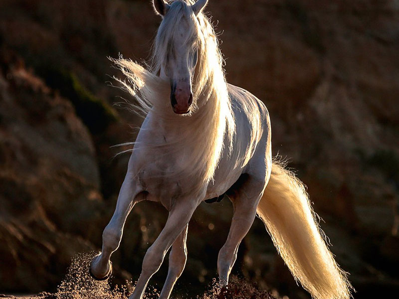 El Caballo Cartujano: Historia y Leyenda de una Raza Única