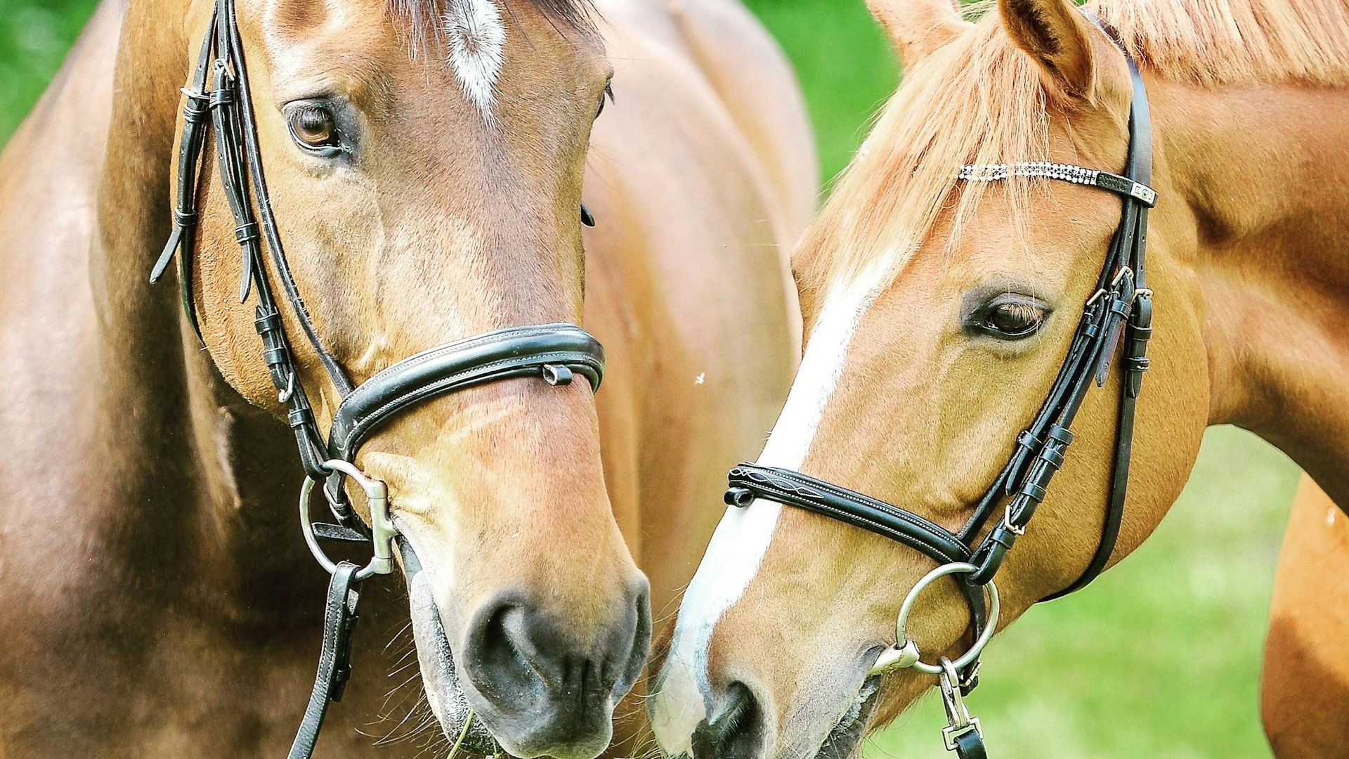 Filete y bocado para caballos: diferencias y tipos