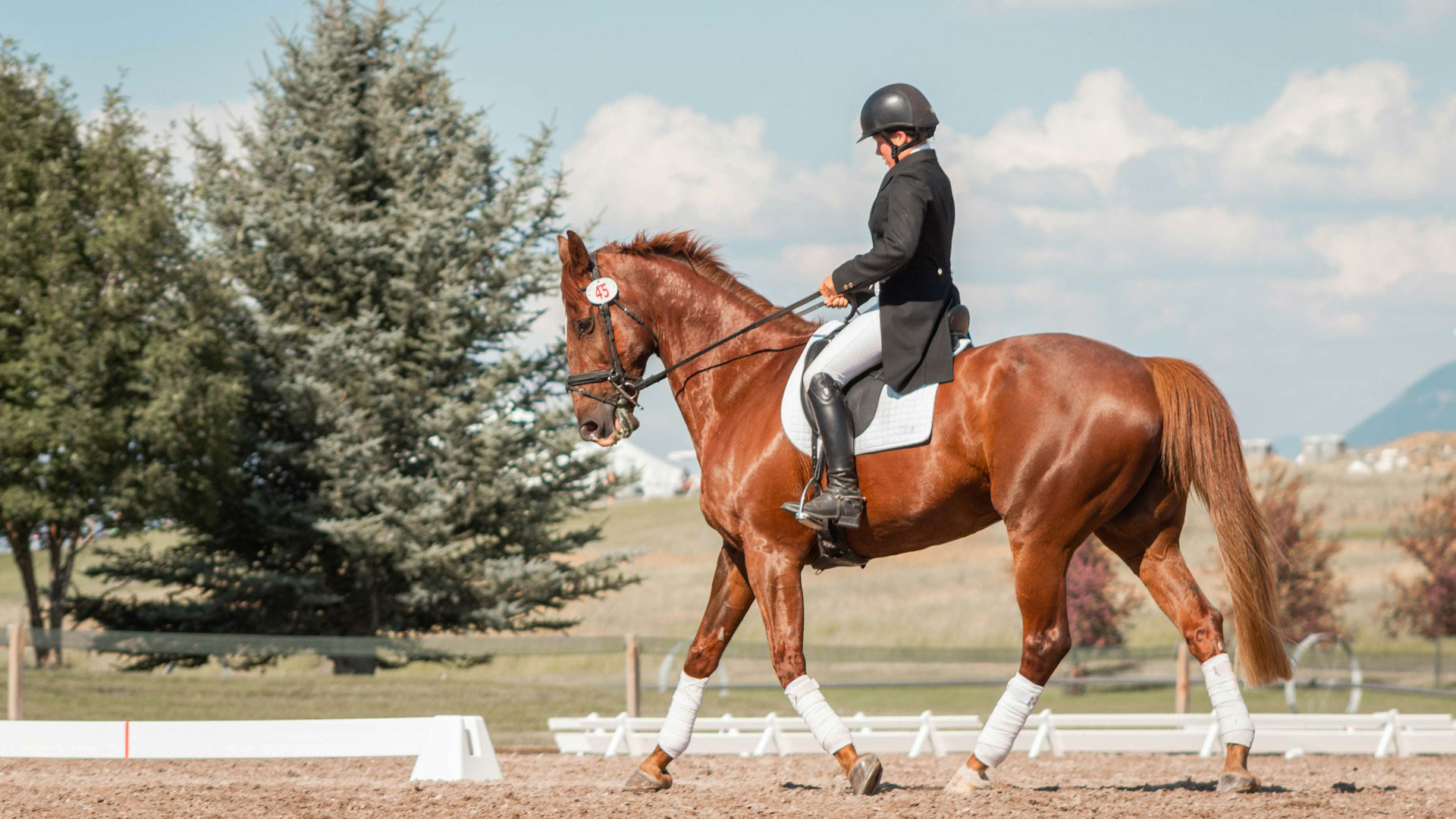 What is Horse Conformation and How to Correct It?