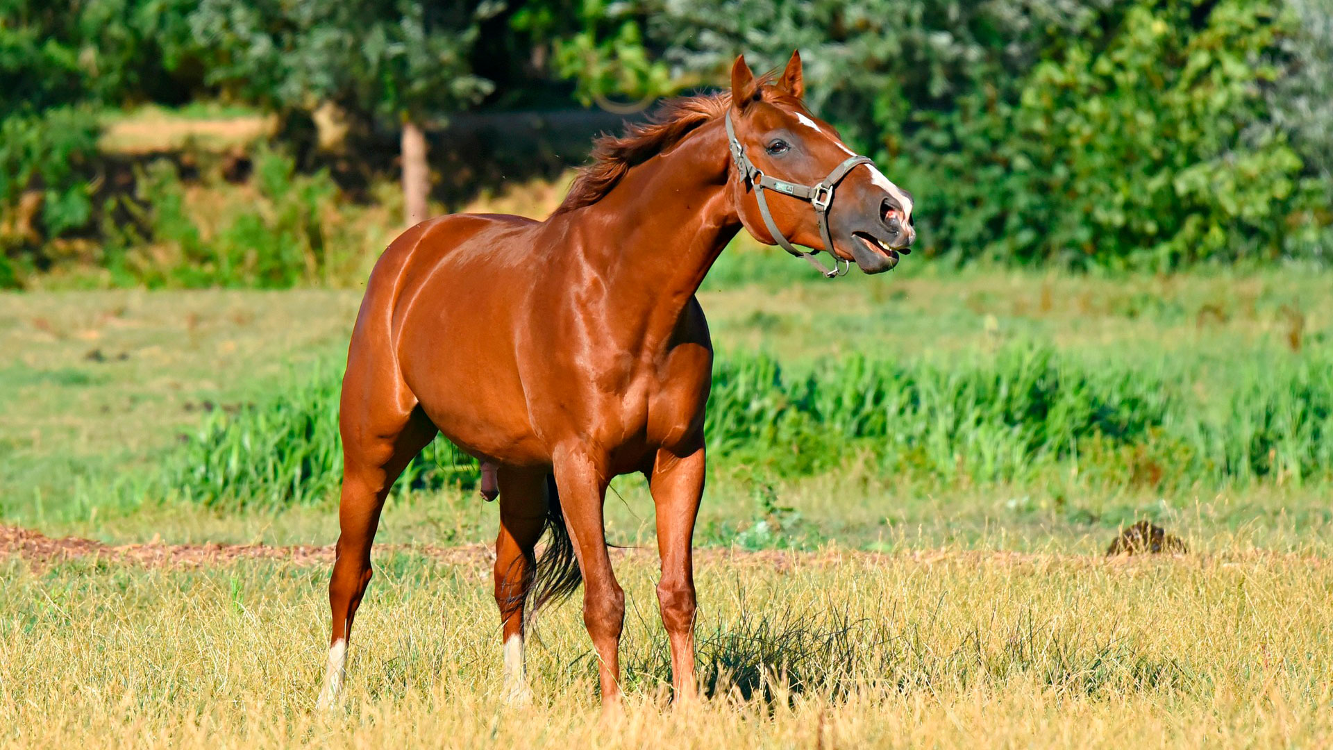 Sonidos del caballo: ¿cómo se comunican?