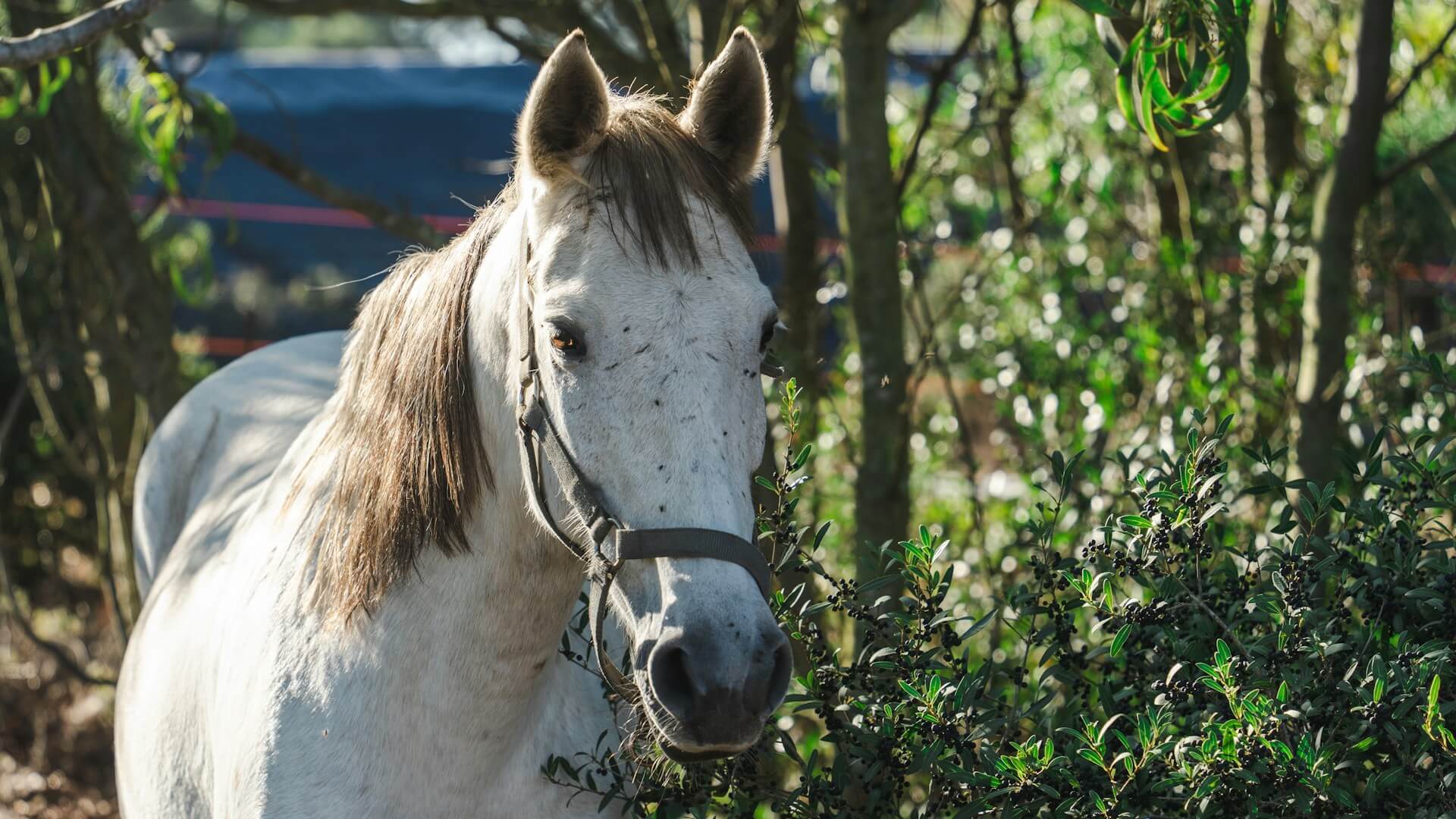 Moscas de caballo: porqué aparecen y cómo combatirlas