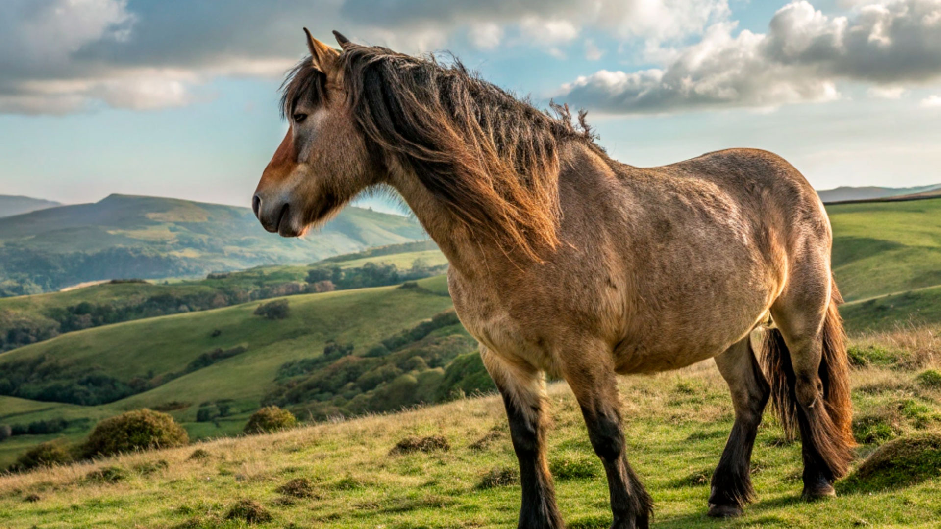 Asturcón, the asturian horse that came close to extinction