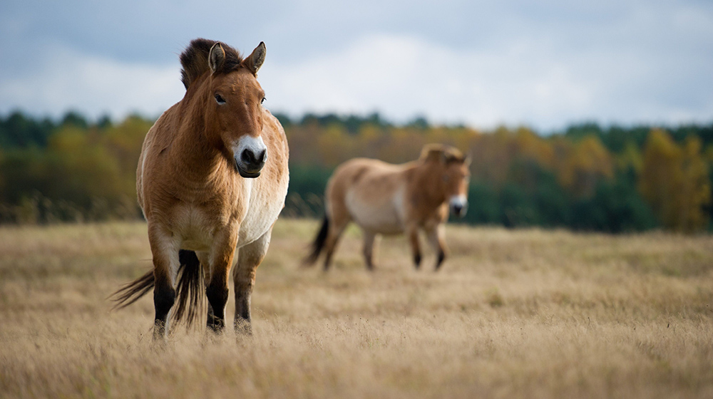 Discovering the last undomesticated horse species