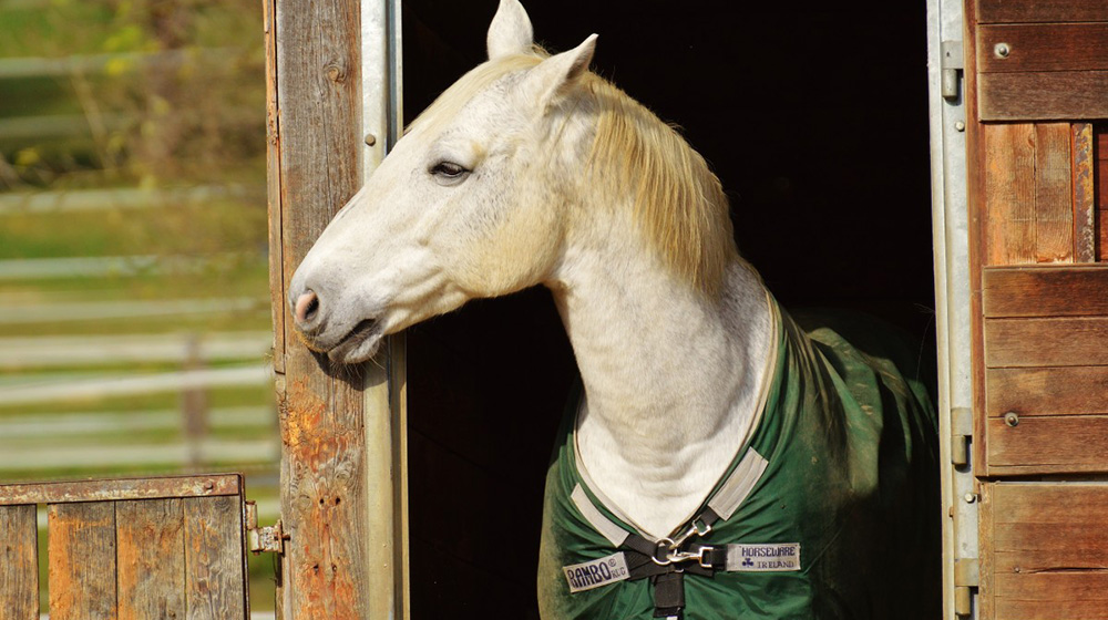 Easy tricks to help distracted horses focus