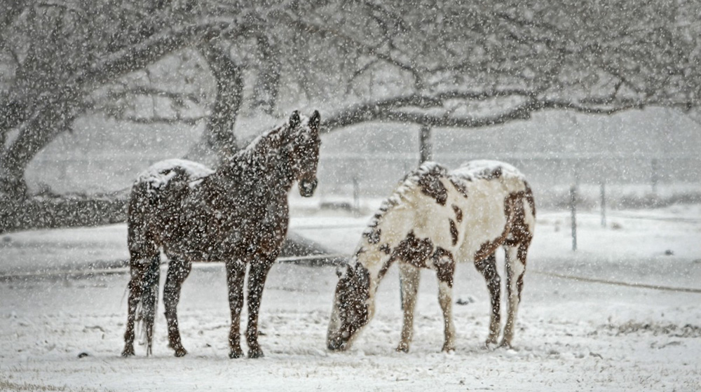 Best winter horse training tips to stay motivated