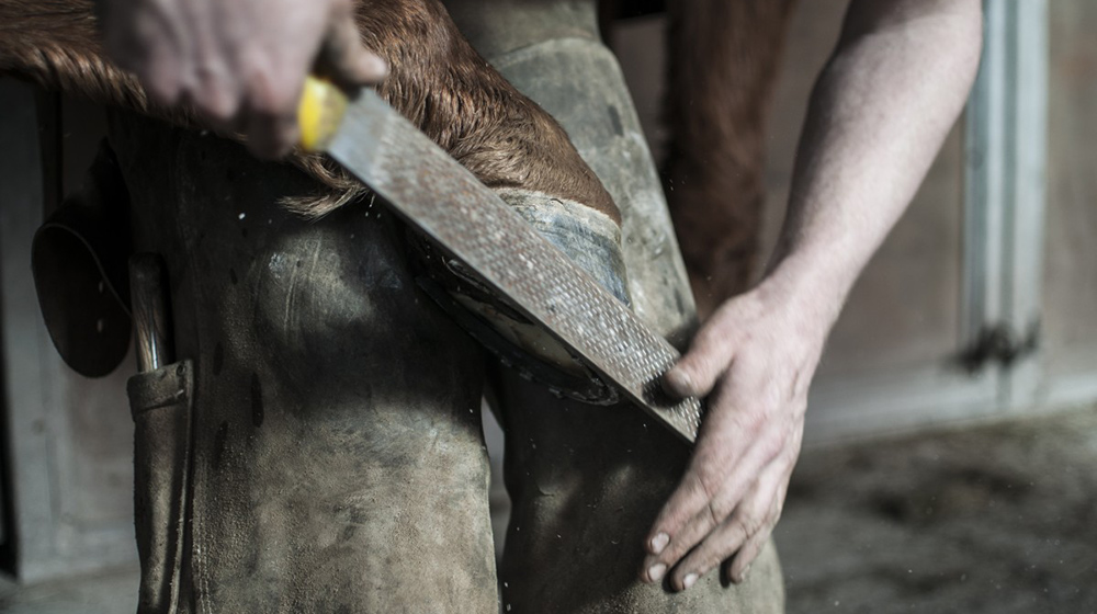 Key tips to take care of your horse’s hoof