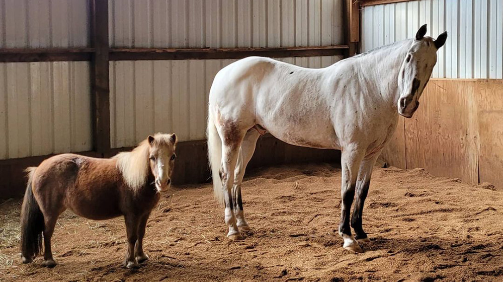 Endo: the appaloosa blind horse that fought hardships