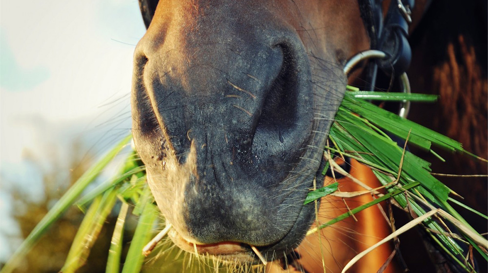 7 irresistible human food treats horses can eat