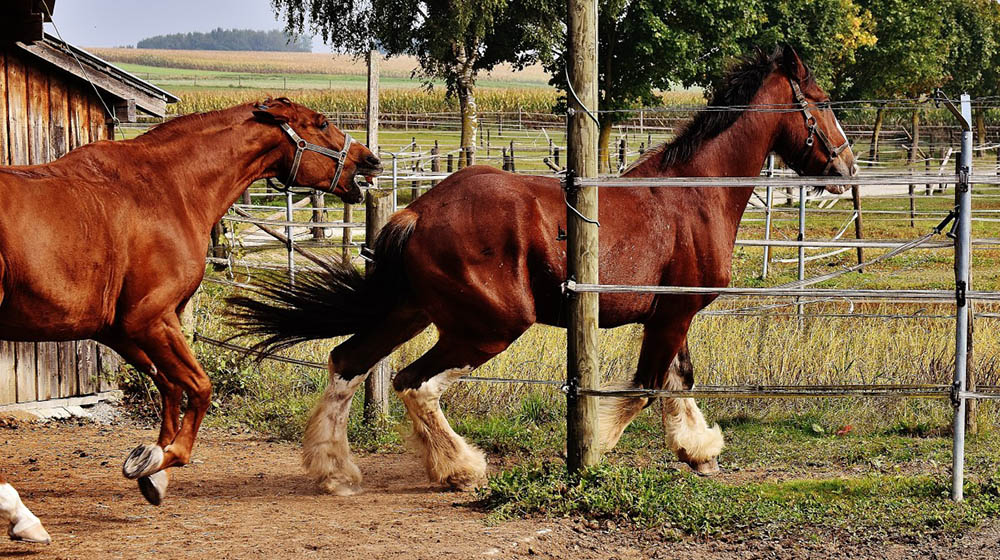 Tips for aggressive horses: causes and solutions