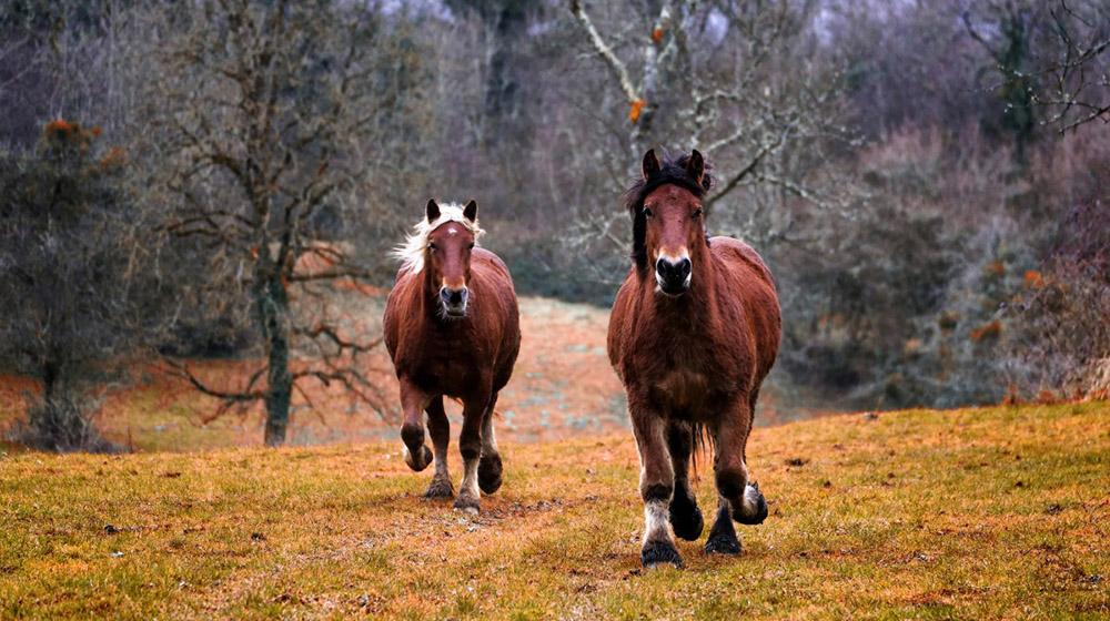 Back to when domesticated horses changed human history