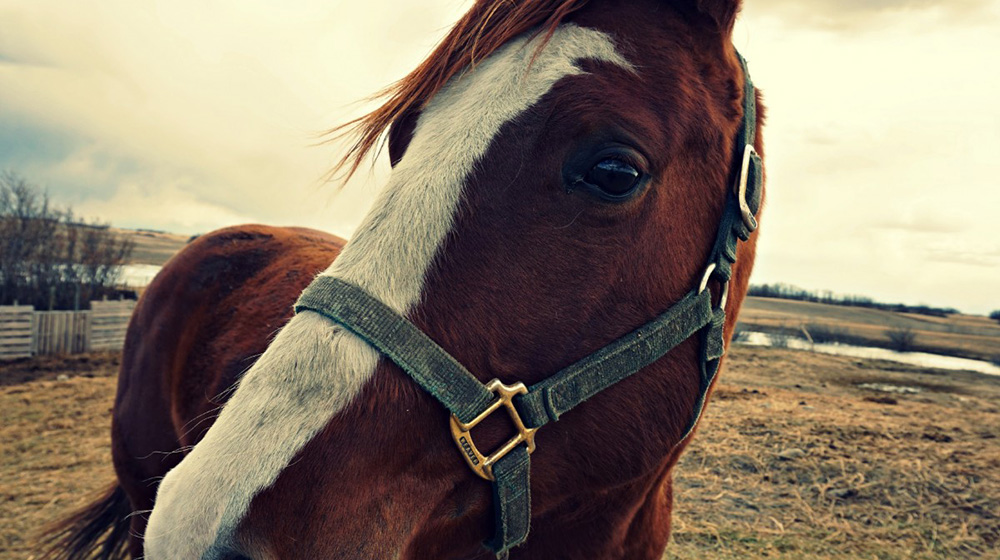 4 ways for horseless riders to develop their skills