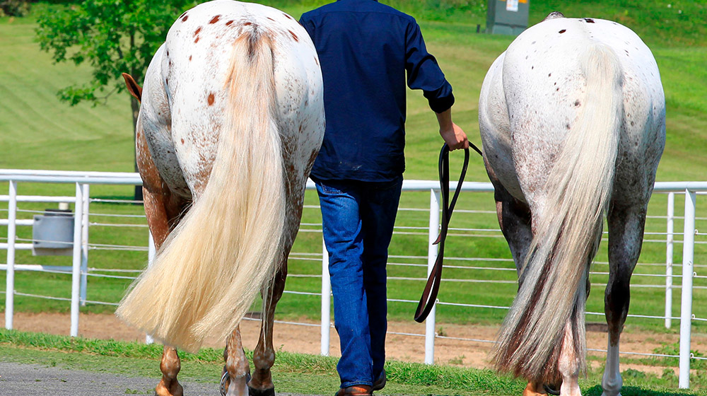 Only certain types of breeds are allowed to use fake-tails