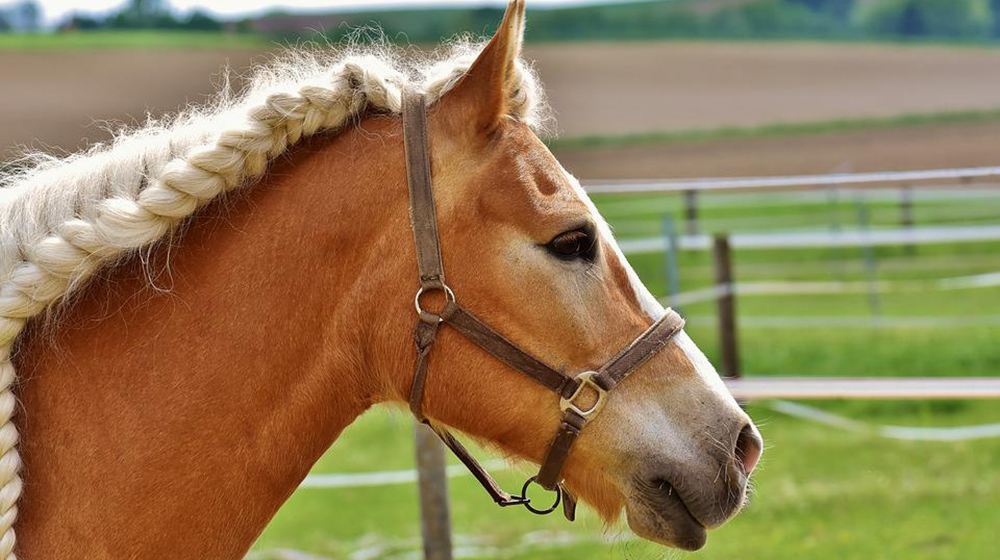 4 beautiful horse braid styles you can do at your stable