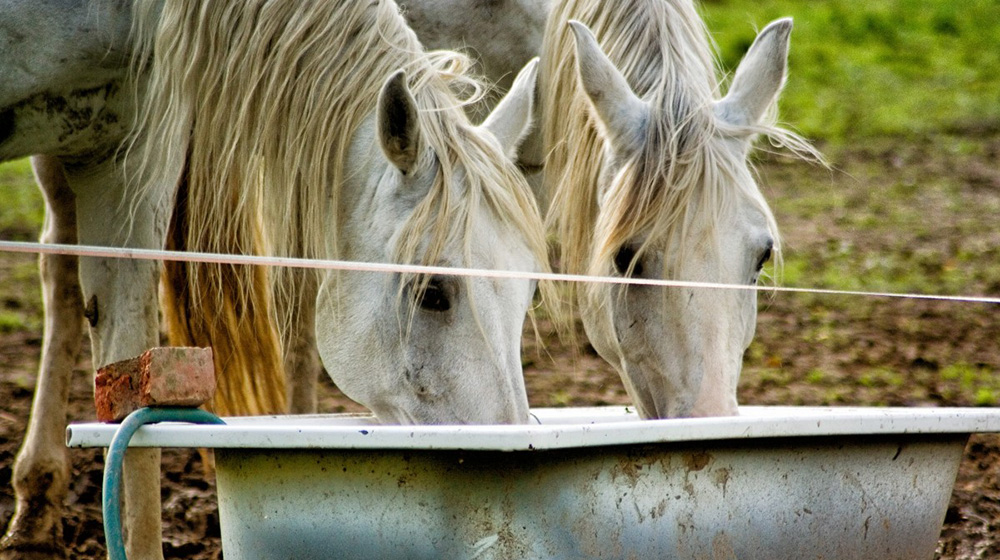 La importancia de los electrolitos para los caballos