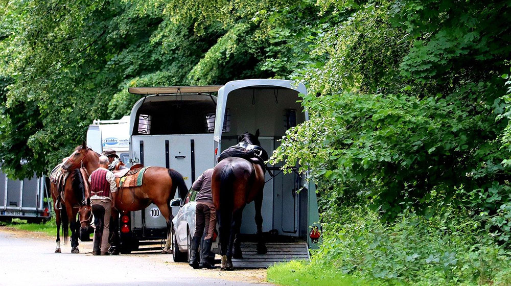 Horses rehomed during pandemic