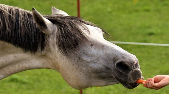 ‘Enough is enough’: riders join forces to stop the public from feeding horses