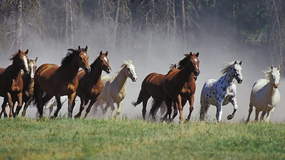 The different horse coat colours and patterns