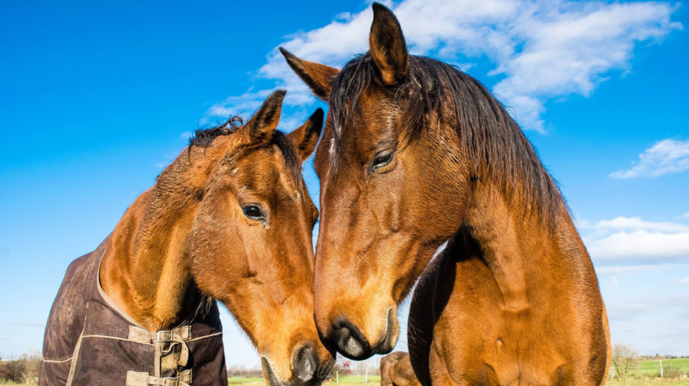 How to cure your anxiety with equine therapy